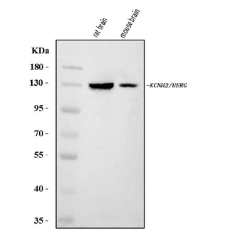 Anti-H-ERG/KCNH2 Antibody