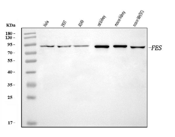 FES Rabbit Polyclonal Antibody