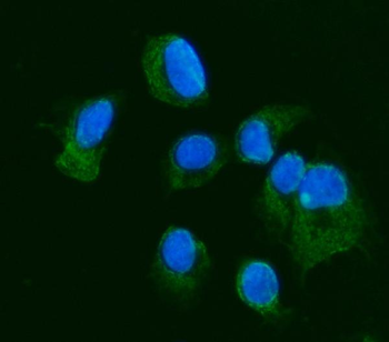 Anti-JAM-A/F11R Antibody