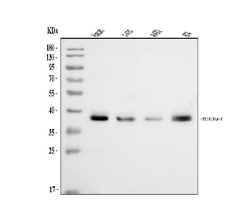 Anti-JAM-A/F11R Antibody