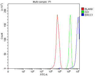ERCC1 Rabbit Polyclonal Antibody
