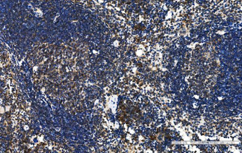Anti-Cxcr5 Antibody