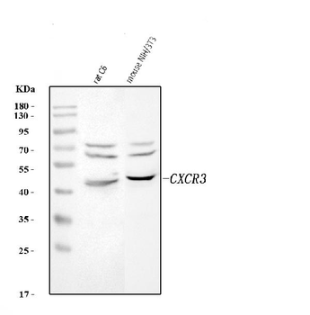 Anti-Cxcr3 Antibody
