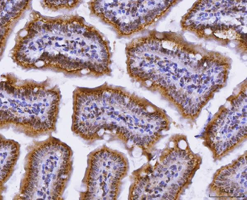 Anti-CUX1 Antibody