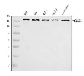 Anti-CUX1 Antibody