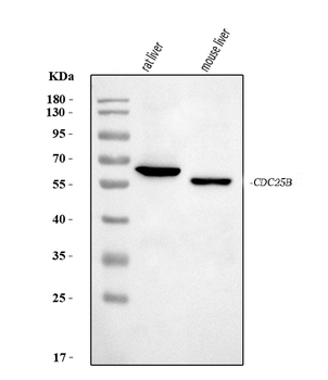 Anti-Cdc25b Antibody