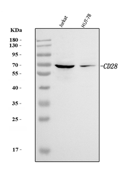 CD28 Rabbit Polyclonal Antibody