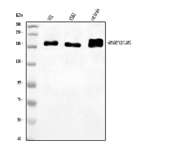 Anti-LARG/ARHGEF12 Antibody