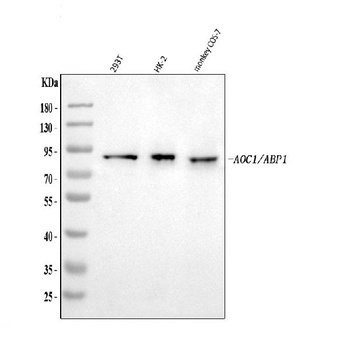 ABP1/AOC1 Antibody