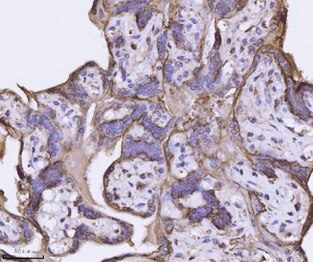 Anti-Annexin-4/ANXA4 Antibody