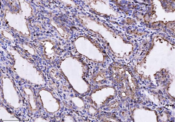 Anti-Annexin-4/ANXA4 Antibody