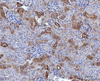 Anti-Annexin-4/ANXA4 Antibody