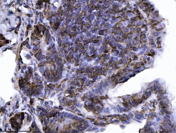 Anti-Annexin-4/ANXA4 Antibody