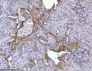 Anti-Annexin-4/ANXA4 Antibody