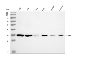 Annexin-4/ANXA4 Antibody