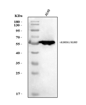 Anti-ALDH3A1 Antibody