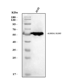ALDH3A1 Antibody