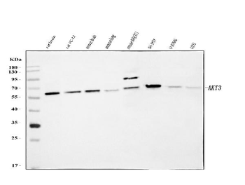 AKT3 Antibody