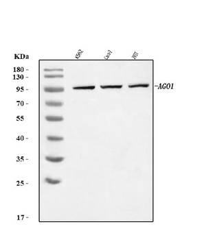 Anti-AGO1 Antibody