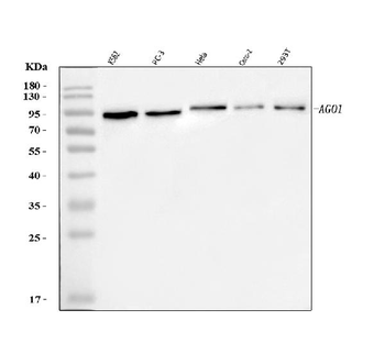 Anti-AGO1 Antibody