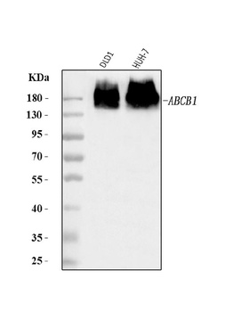 P Glycoprotein/ABCB1 Antibody