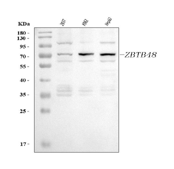 Anti-ZBTB48 Antibody