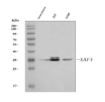 Anti-XAF1 Antibody