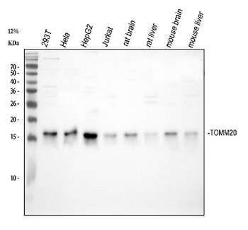 Anti-TOMM20 Antibody
