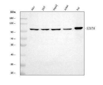 Anti-STAT6 Antibody