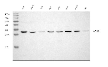 Anti-SNAIL/SNAI1 Antibody