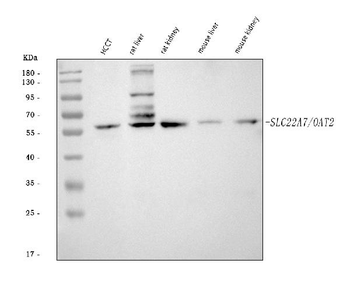 Anti-OAT2/SLC22A7 Antibody