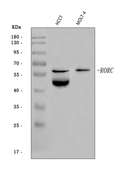 Anti-ROR gamma/RORC Antibody