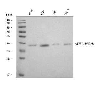 Anti-RING2/RING1B/RNF2 Antibody