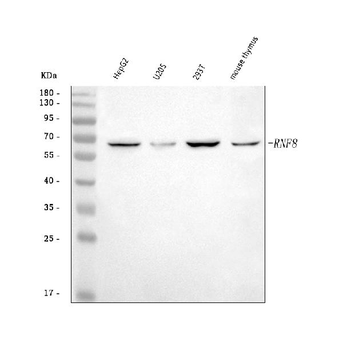 Anti-RNF8 Antibody