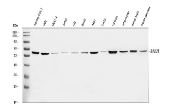 Anti-RAD21 Antibody