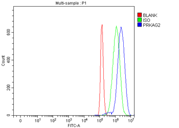 PRKAG2 Antibody