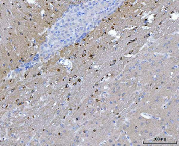 Anti-CAPON/NOS1AP Antibody