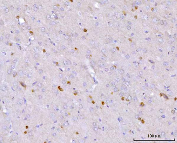 Anti-CAPON/NOS1AP Antibody