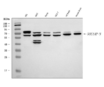 Anti-CAPON/NOS1AP Antibody