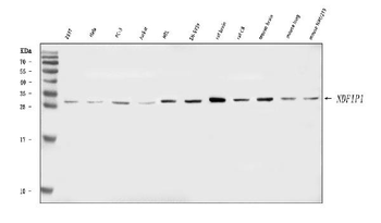 Anti-NDFIP1 Antibody