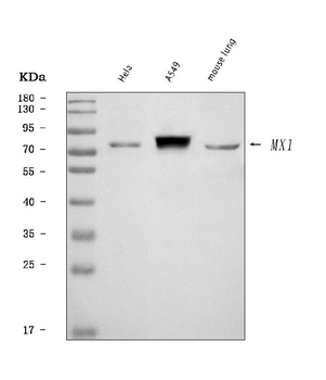 Anti-MX1 Antibody