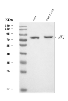 Anti-MX1 Antibody