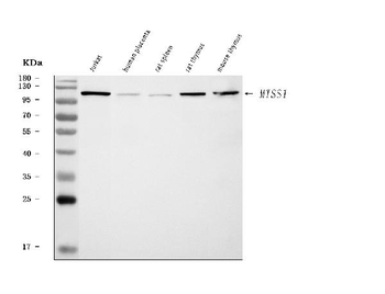Anti-MIM/MTSS1 Antibody