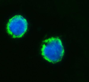 Anti-MFF Antibody