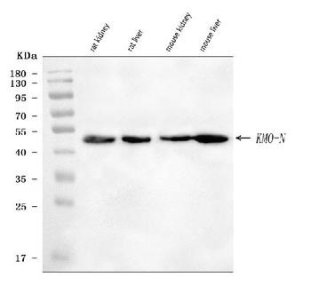 Anti-KMO Antibody