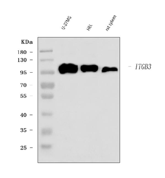 Anti-Integrin beta 3/ITGB3 Antibody