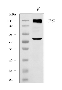 Anti-IRS2 Antibody