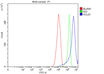 HCLS1 Antibody