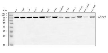 Anti-GRASP1/GRIPAP1 Antibody