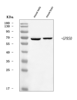 GPR50 Rabbit Polyclonal Antibody